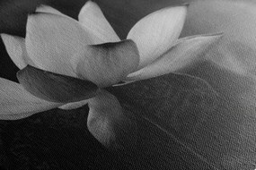 Stampa su tela – Fiore di loto delicato in bianco e nero