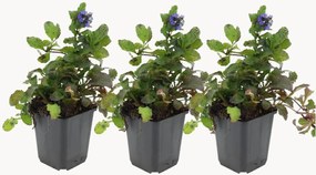 Set di 3 piante vere Ajuga Reptans