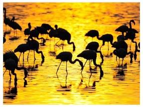 Fotomurale Kenya: fenicotteri del lago Nakuru