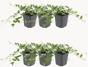Set di 6 piante vere Vinca minor Atropurpurea