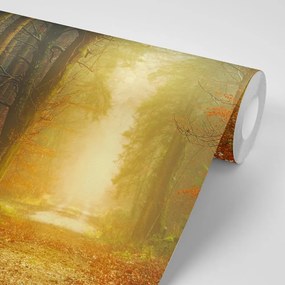 Carta da parati autoadesiva – Sentiero nel bosco