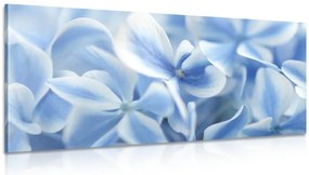 Stampa su tela – Fiori di ortensia blu-bianco