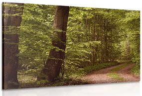 Quadro su tela – Foresta verde