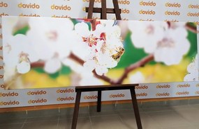 Stampa su tela – Fiori dell'albero in primavera
