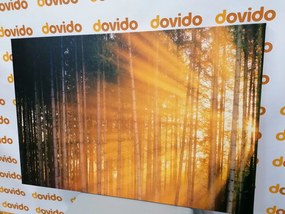 Stampa su tela – Sole dietro l'albero