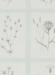 Botanische Tapete Little Thistles von Sanderson - Grey Blue