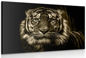 Stampa su tela – Tigre in seppia