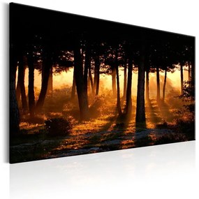 Quadro Forest Dawn  Colore Marrone, Dimensioni e Misure 120x80