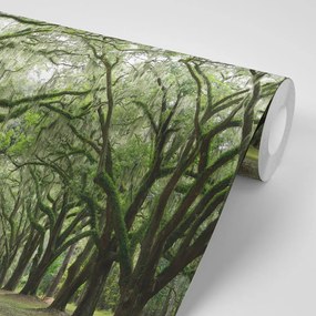 Carta da parati autoadesiva – In abbraccio degli alberi