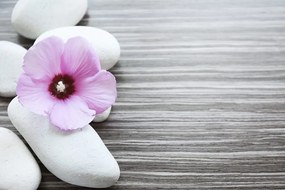 Carta da parati – Armonia di pietre e fiore rosa