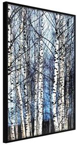 Poster  Winter Birch Trees  Cornice Quadri Cornice nera, Larghezza x Altezza Home decor 20x30