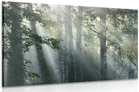 Stampa su tela – Raggi di sole nel bosco nebbioso