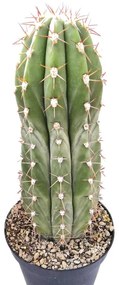 Pianta da interno TRICHOCEREUS PASACANA - VASO DIAM.CM35