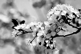 Carta da parati – Fiore di ciliegio in bianco e nero