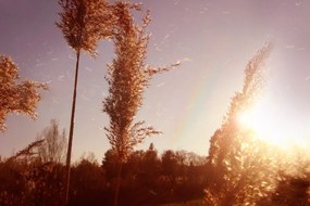 Stampa su tela – Atmosfera autunnale