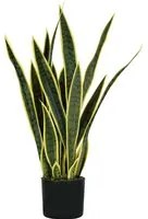 P2150075 - Pianta sansevieria 21 foglie