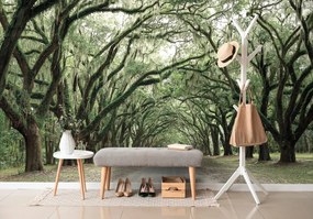 Carta da parati – In abbraccio degli alberi