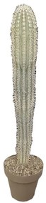 Pianta da interno PACHYCEREUS PRINGLEY DIAM.CM. 40