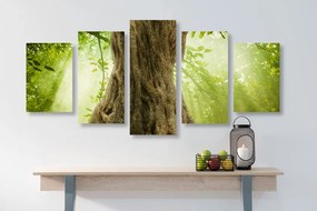 Quadri 5 pezzi – Radice dell'albero