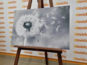 Quadro su tela – Soffione magico in bianco e nero