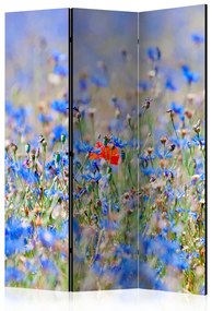 Paravento separè Prato Azzurro - Camomilla - Paesaggio estivo di fiori blu