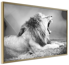 Poster  Yawning Lion  Cornice Quadri Cornice d'oro, Larghezza x Altezza Home decor 45x30