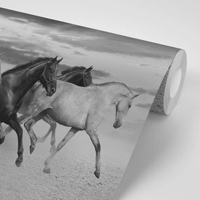 Carta da parati – Mandria di cavalli in bianco e nero