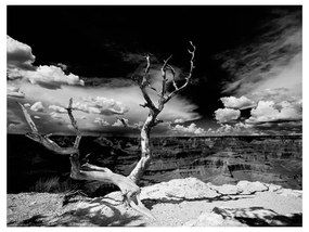 Fotomurale  Albero sullo sfondo del Grand Canyon, Arizona  Colore bianco e nero, Dimensioni e Misure 300x231