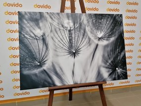 Quadro su tela – Soffione in bianco e nero