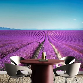 Carta da parati – Campo di lavanda infinito
