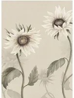 Sandberg Carta da parati panoramica Sunflowers - White