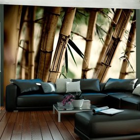 Fotomurale  Fog and bamboo forest  Colore Bianco, Dimensioni e Misure 250x193