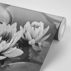 Carta da parati – Fiore di loto in bianco e nero nel lago