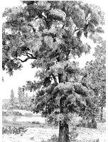 Isidore Leroy Carta da parati panoramica Domaniale - Panel B