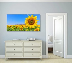 Quadro su tela – Campo di girasoli