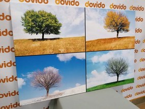 Stampa su tela – Albero nelle stagioni