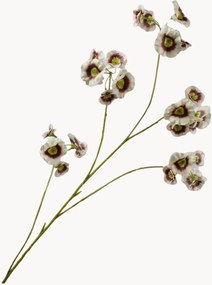 Remo Leucocoryne