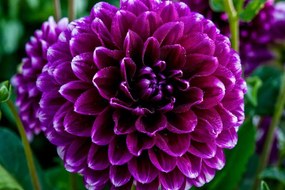 Carta da parati – Splendido fiore viola