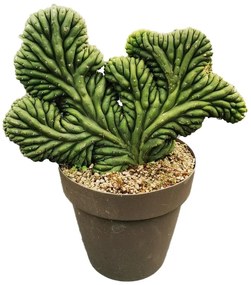 Pianta da interno TRICHOCEREUS PACHANOI CRISTAVASO D.CM25
