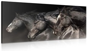 Quadro su tela – Tre cavalli al galoppo