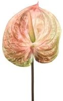 Set 6 Fiori Artificiali di Anthurium H 70 cm