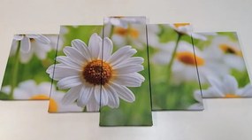 Quadri 5 pezzi – Prato primaverile pieno di fiori