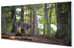 Pannello paraschizzi cucina Cervi della foresta 100x50 cm
