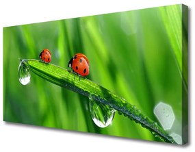 Foto quadro su tela Coccinella Erba Gocce 100x50 cm