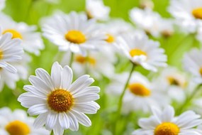 Stampa su tela – Prato primaverile pieno di fiori