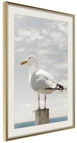 Poster  Curious Seagull  Cornice Quadri Cornice d'oro con passe-partout, Larghezza x Altezza Home decor 20x30