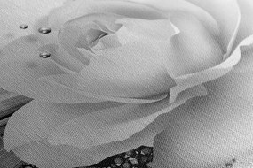Quadro su tela – Rose di lusso con astrazione in bianco e nero