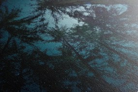 Stampa su tela – Foresta sotto il cielo notturno