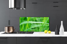 Pannello paraschizzi cucina Foglie, gocce di rugiada, natura 100x50 cm