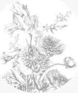 KEK Amsterdam Carta da parati panoramica Engraved Flowers 2 Circle - S - 1.425m